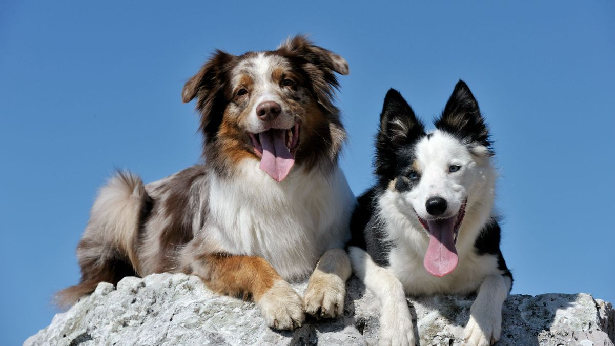 Australian shepherd and border collie sitting together