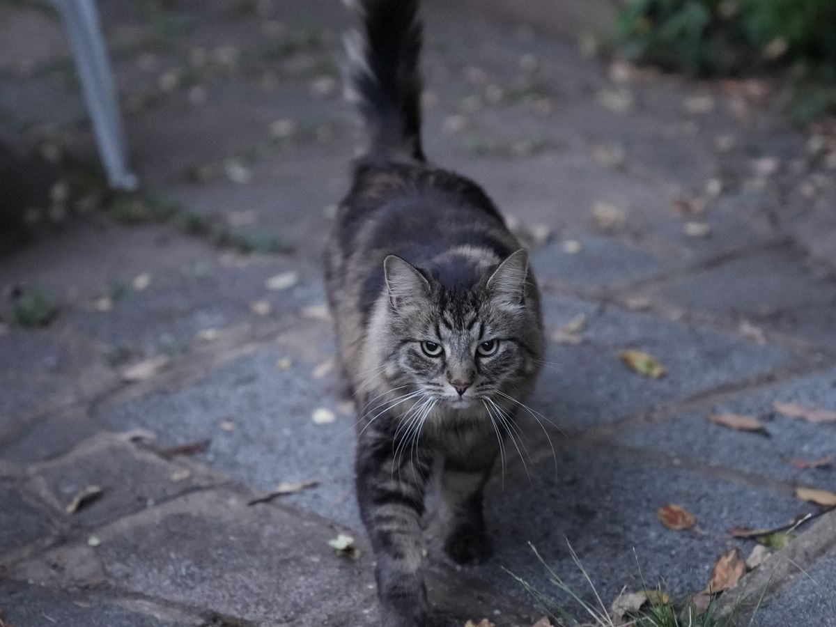 Sony A7S III
