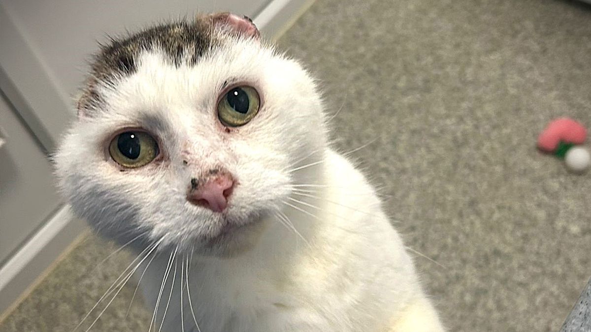 Phillip the rescue cat with amputated ears