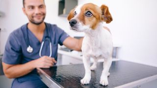 Melatonin in dogs: Dog at vet