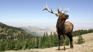 Bull elk bugling at Yellowstone National Park, USA