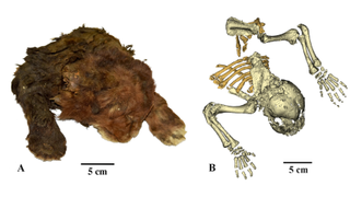 A figure from the study showing the mummy and a reconstruction of the skeleton of a young saber-toothed cat.