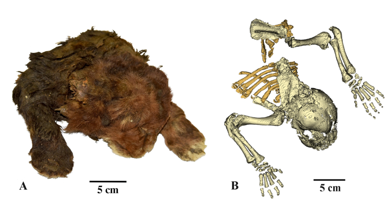 35,000-year-old saber-toothed kitten with preserved whiskers pulled from permafrost in Siberia