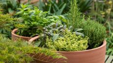 A terracotta herb planter