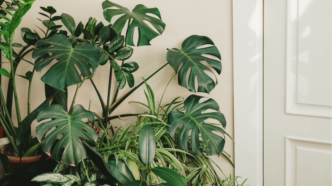 Jungle houseplants