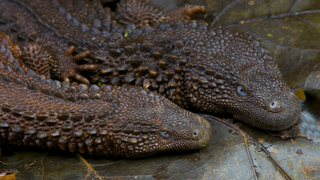Two scaly earless monitor lizards sit together side by side on top of some leaves