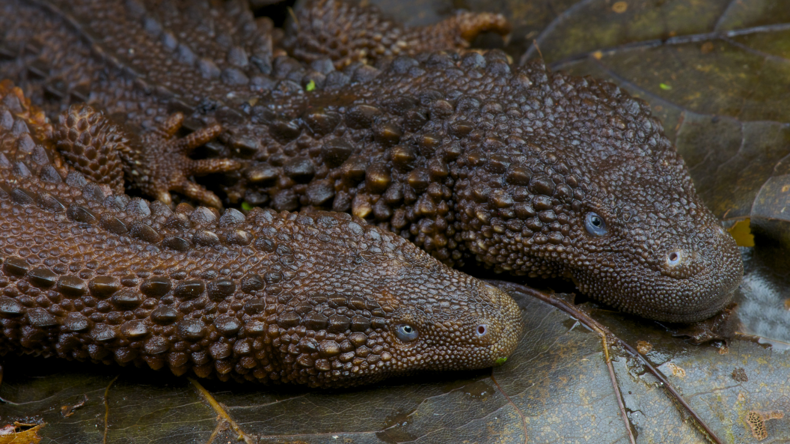 Earless monitor lizards: The 'Holy Grail' of reptiles that looks
