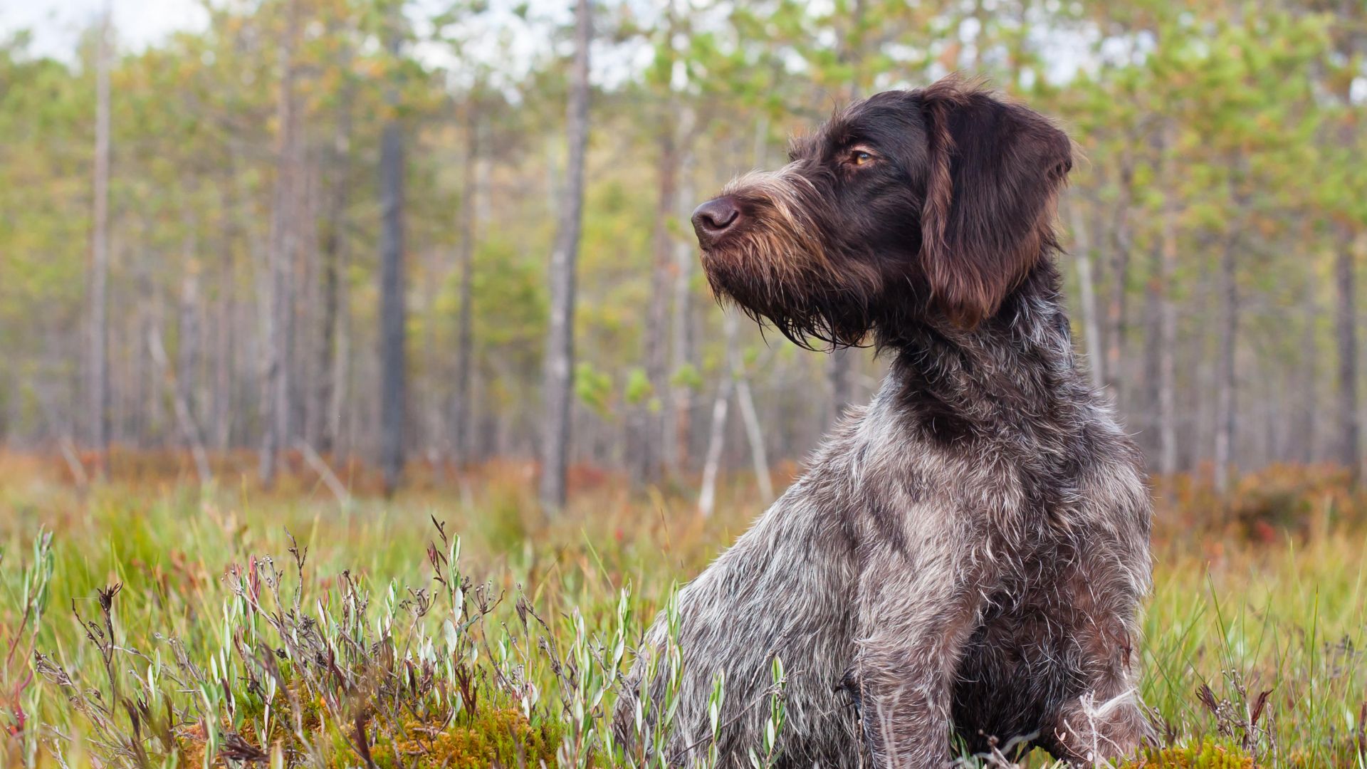 GWP sitting in woodland