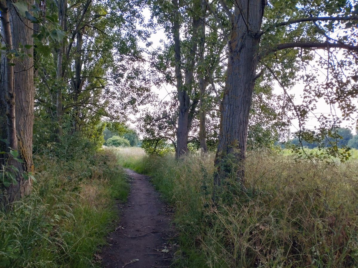Trees shot on the Xperia 10 III