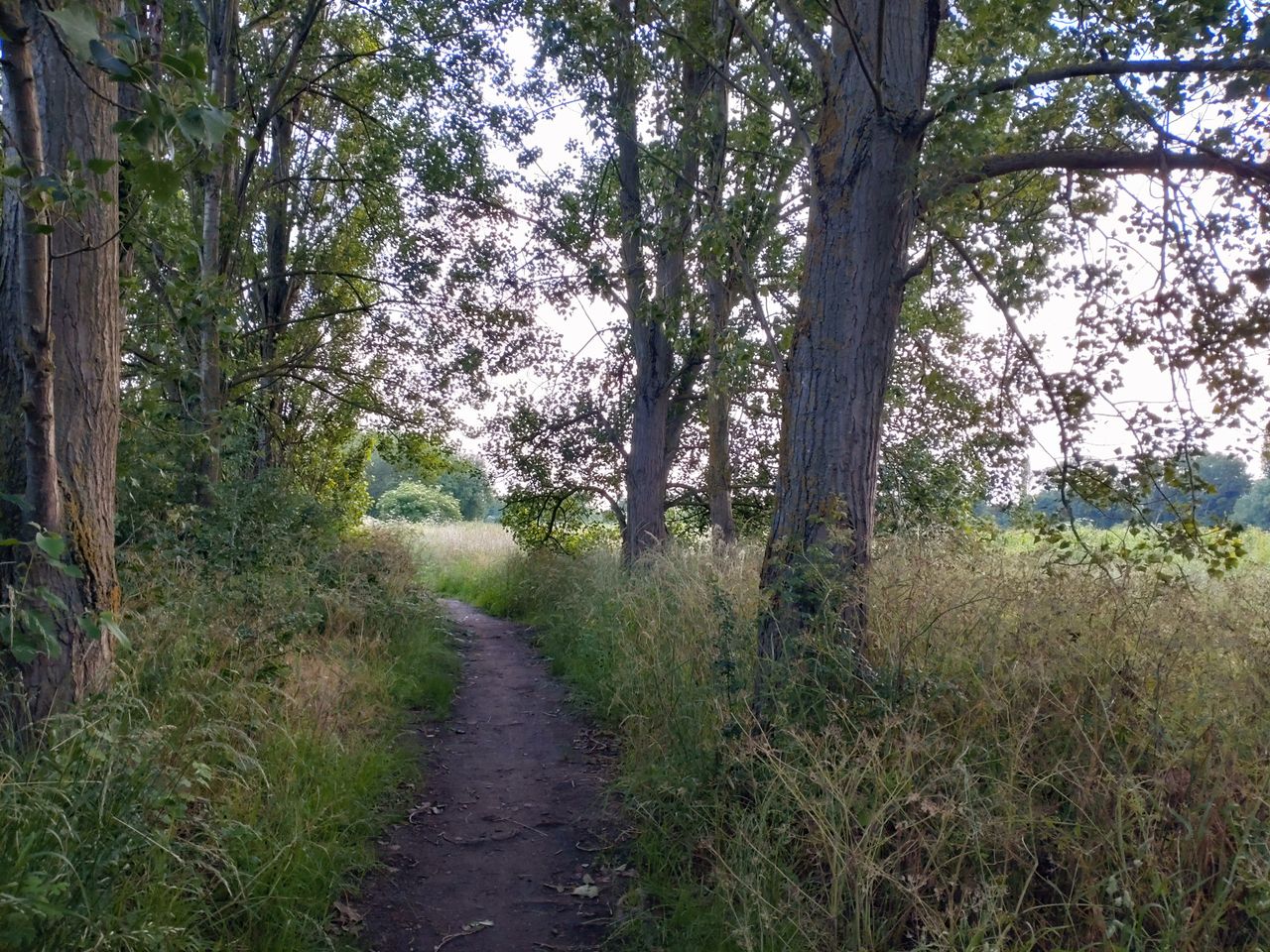 Trees shot on the Xperia 10 III