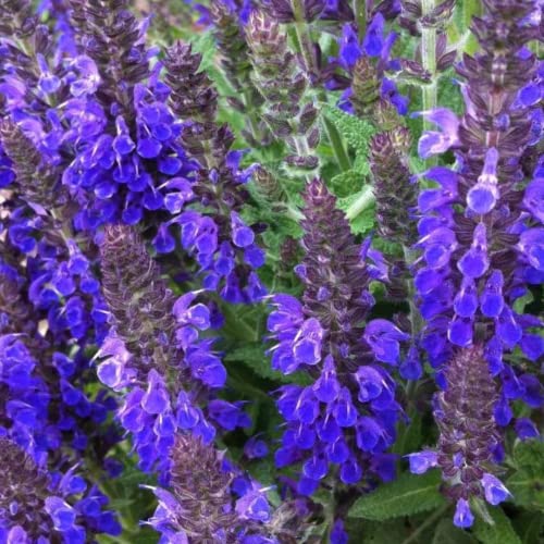 4 Blue Salvia Sage Live Plants, Perennial Flower Plant, 4-6 Inch Tall