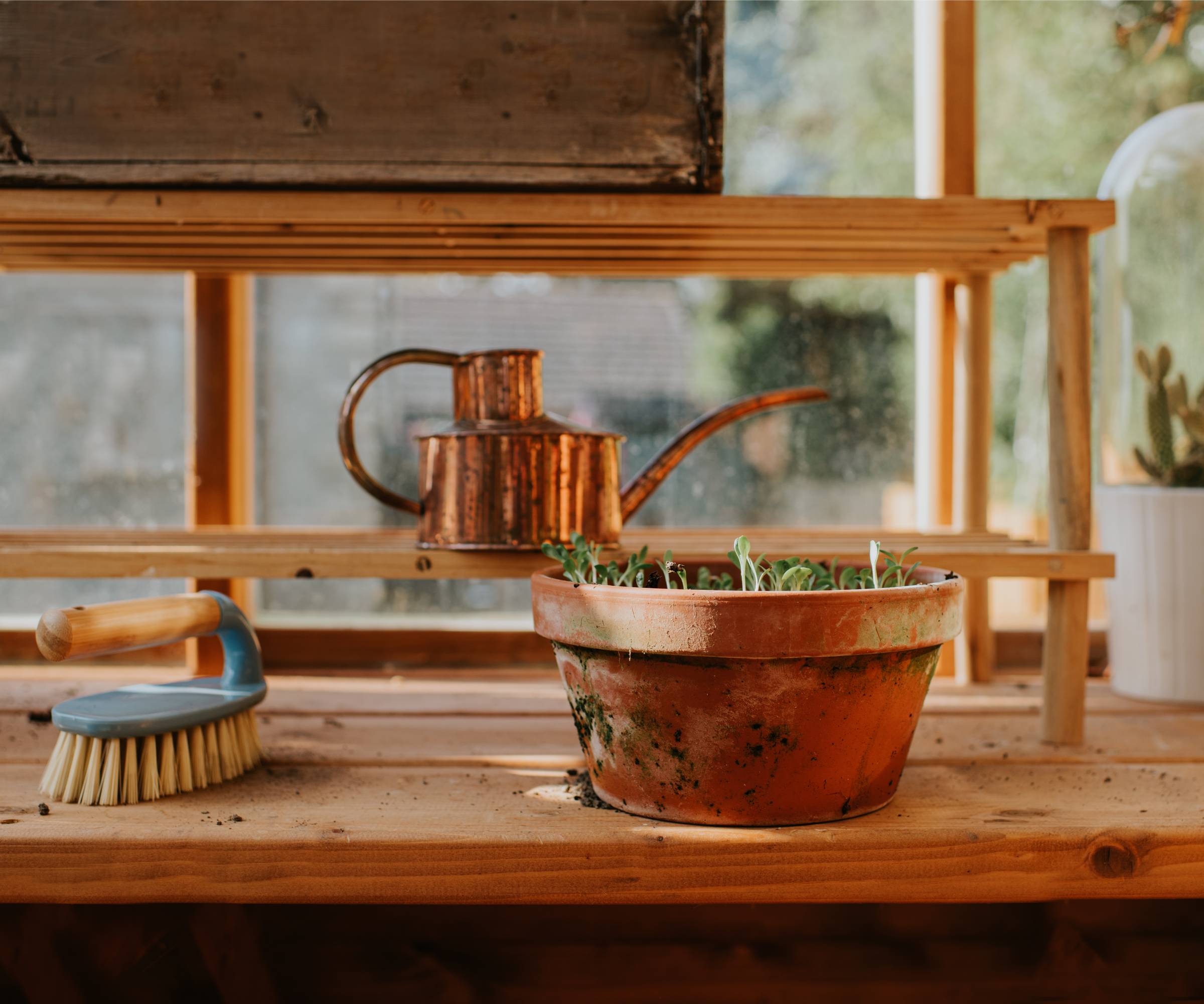 Seedlings grow in terracotta pot on wood bench inside greenhouse