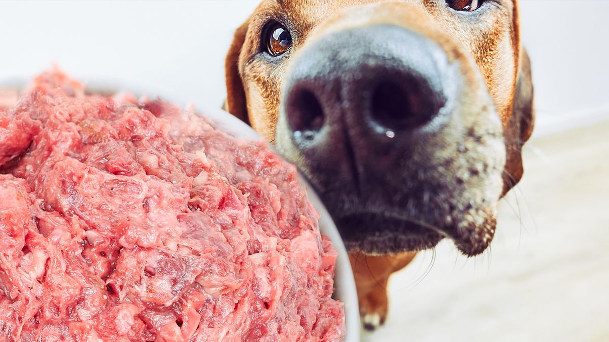 Dog sniffing bowl of raw meat