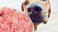 Dog sniffing bowl of raw meat