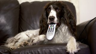 Spaniel holding tv remote