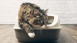 Cat exits litter tray