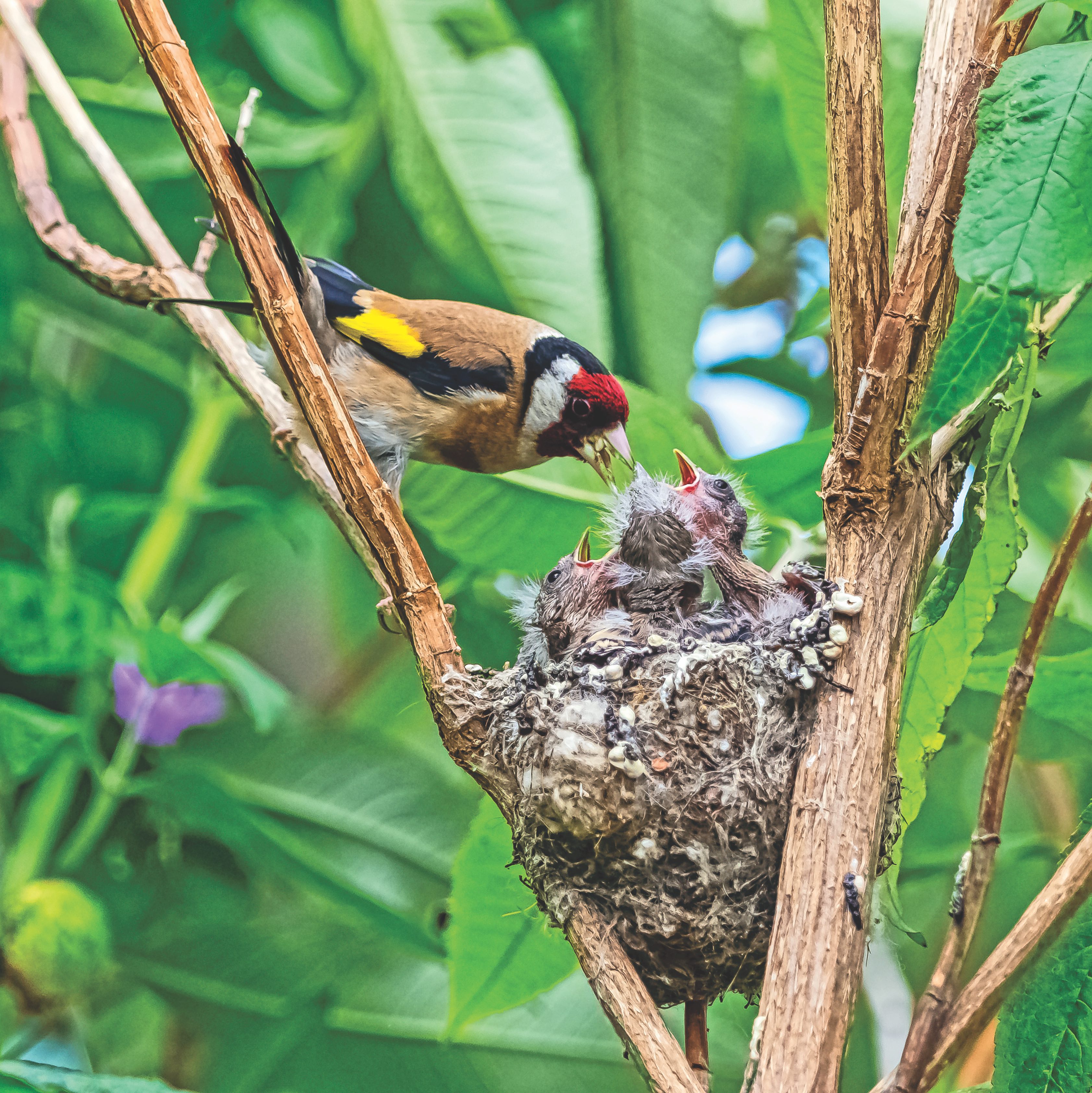 Bird feeding chicks