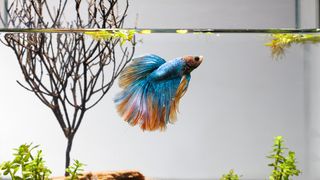 Betta fish swimming in tank