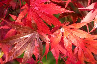 Red leaves of Japanese maple tree Emperor