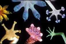 biomimicry, animal-inspired technology