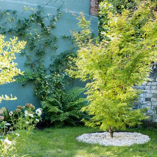 garden with blue wall green lawn and white flower