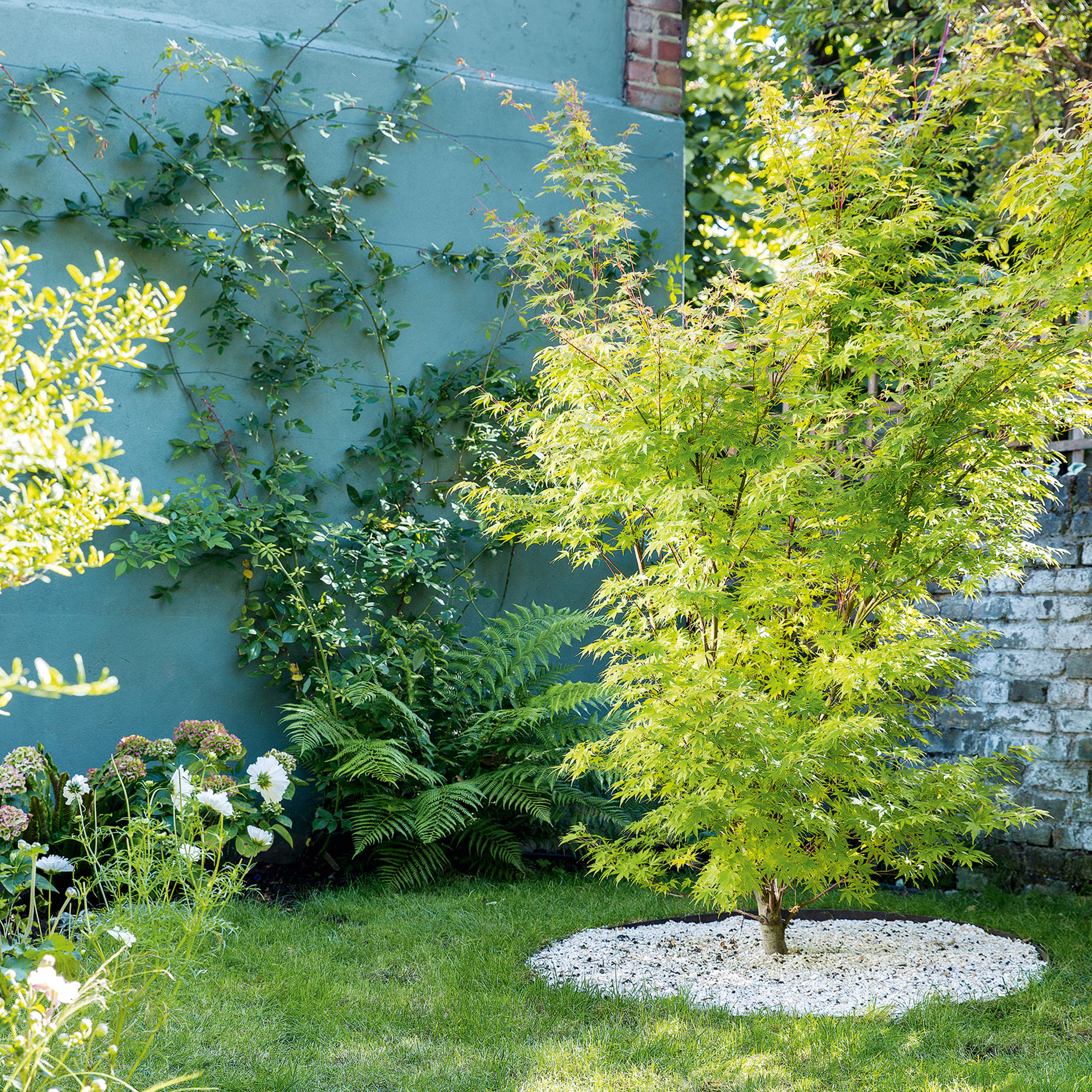 garden with blue wall green lawn and white flower