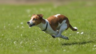 Jack Russell terrier sprinting