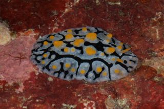 colorful sea slug