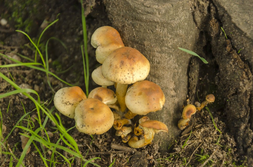 Armillaria Root Rot mushrooms at the base of a tree