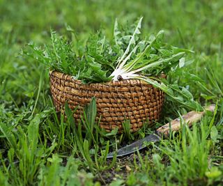 dandelion leaves