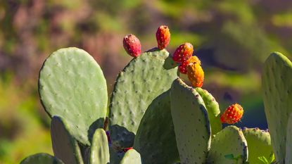 Prickly pear cacti in a garden with fruits