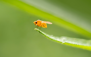 fruit fly on leaf