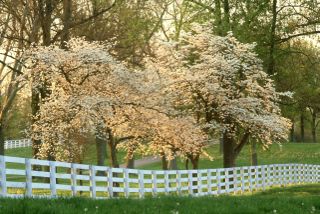 Dogwood trees at sunset along fence