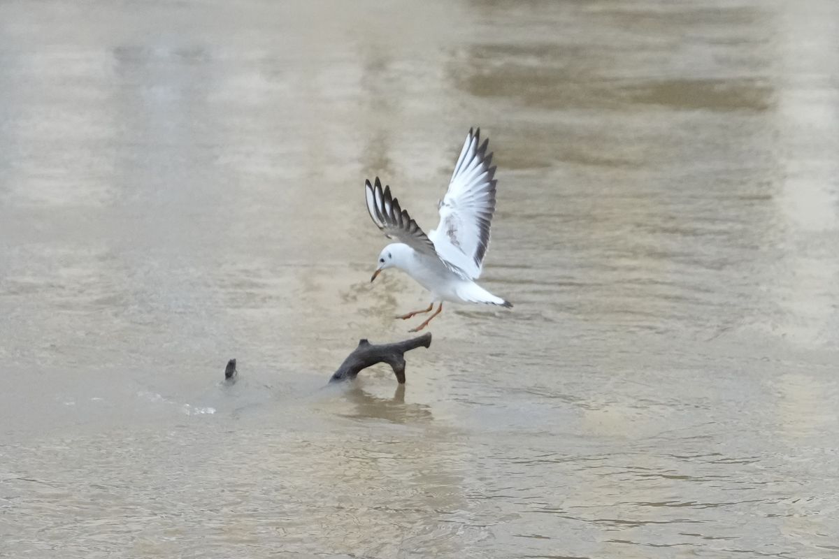 A photo of a seagull landing, taken on a Sony A1 II mirrorless camera and with a Sony FE 28-70mm F2 GM lens