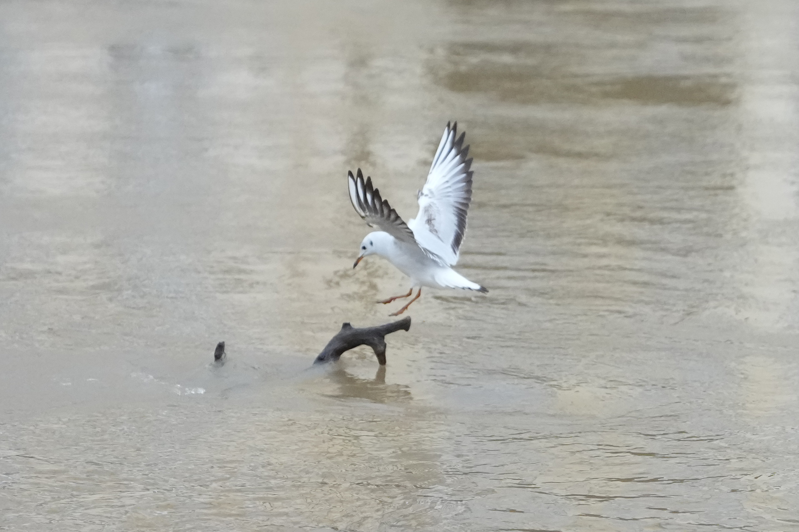 A photo of a seagull landing, taken on a Sony A1 II mirrorless camera and with a Sony FE 28-70mm F2 GM lens