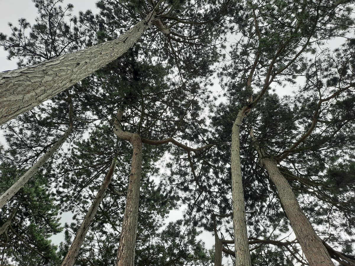 The phone isn&rsquo;t the best at making natural textures look realistic, like the bark of these trees retreating into the sky.