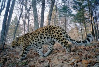 A male Amur leopard in Russia.