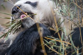Bamboo is a mouthful