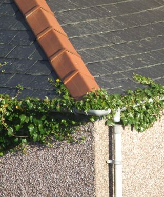 ivy growing in house gutter