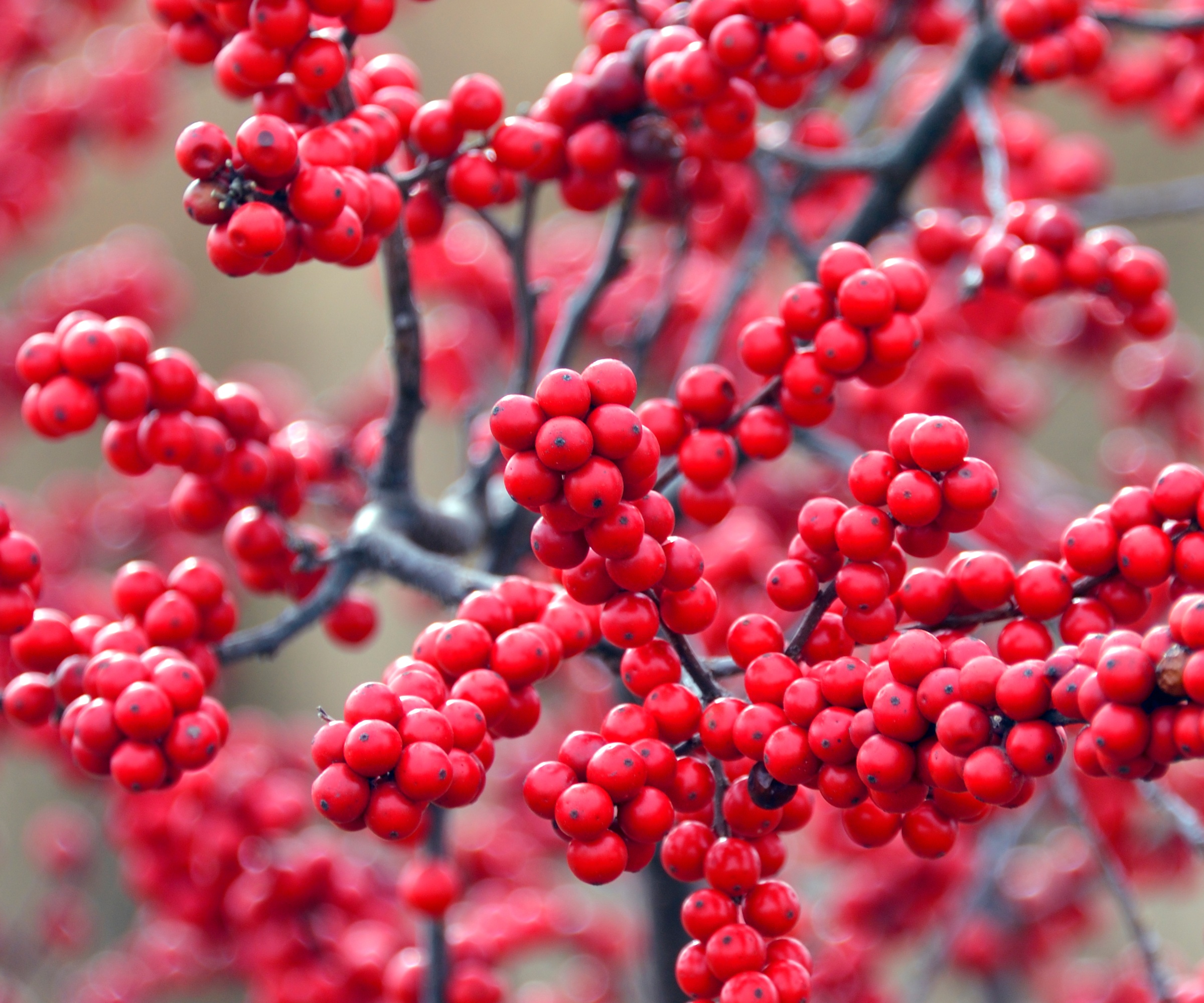 Bright red winter berry berries