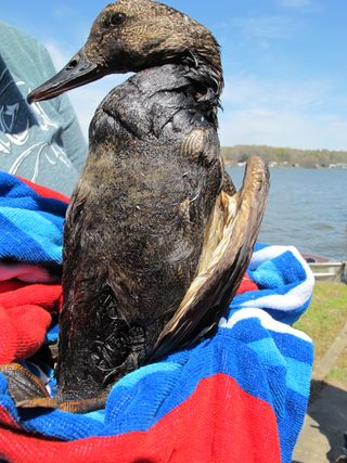 This duck from Lake Conway was covered in oil from the March rupture of the ExxonMobil tar-sands oil pipeline in Mayflower, Ark.