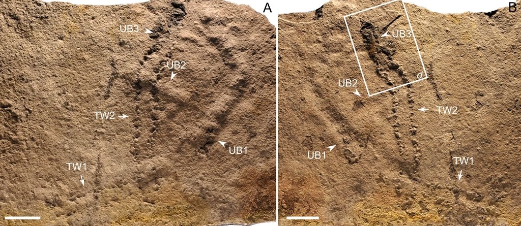 Oldest footprints