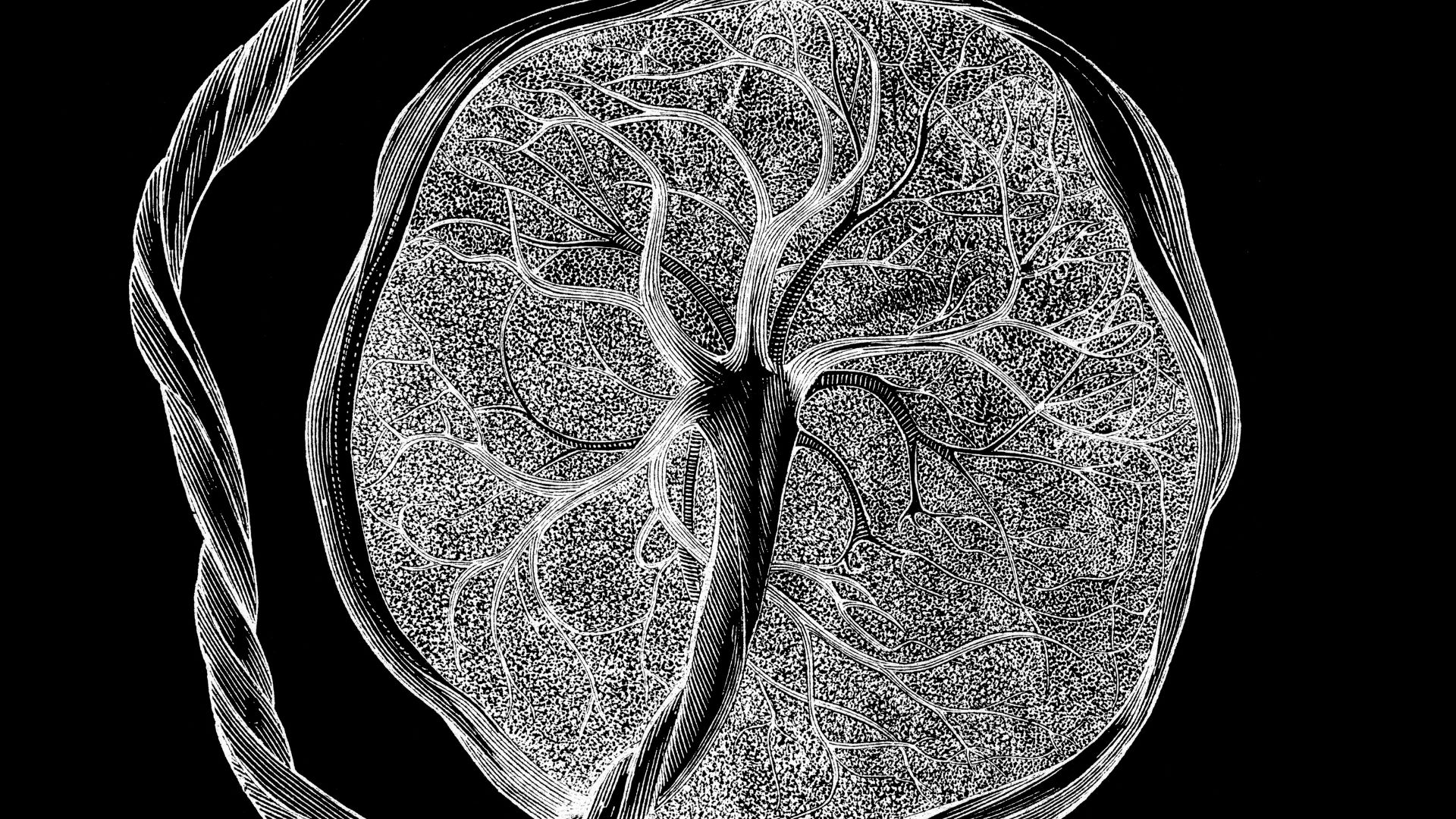 illustration shows a black and white depiction of the fetal side of the placenta