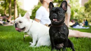 French Bulldogs