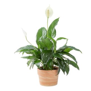 A peace lily in a terracotta colored pot
