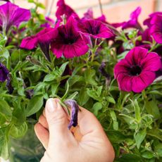 Gardener deadheads petunia plant
