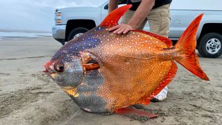 A 100-pound opah, also known as a moonfish, washed up on a beach near Sunset Beach in northern Oregon on July 14.