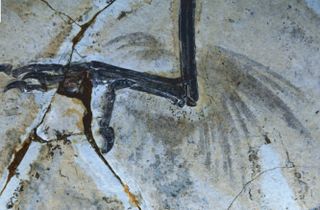 bird fossil with leg feathers