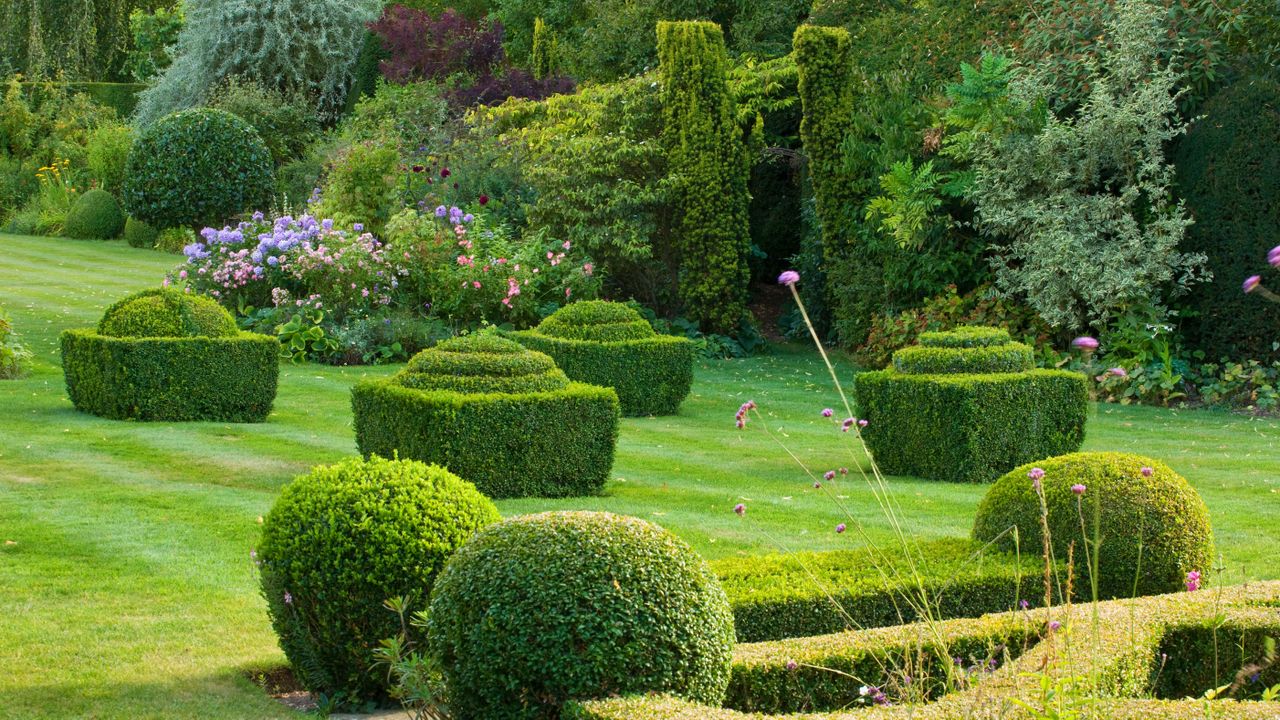 When to trim boxwood bushes