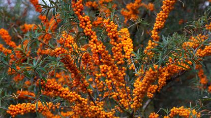 sea buckthorn